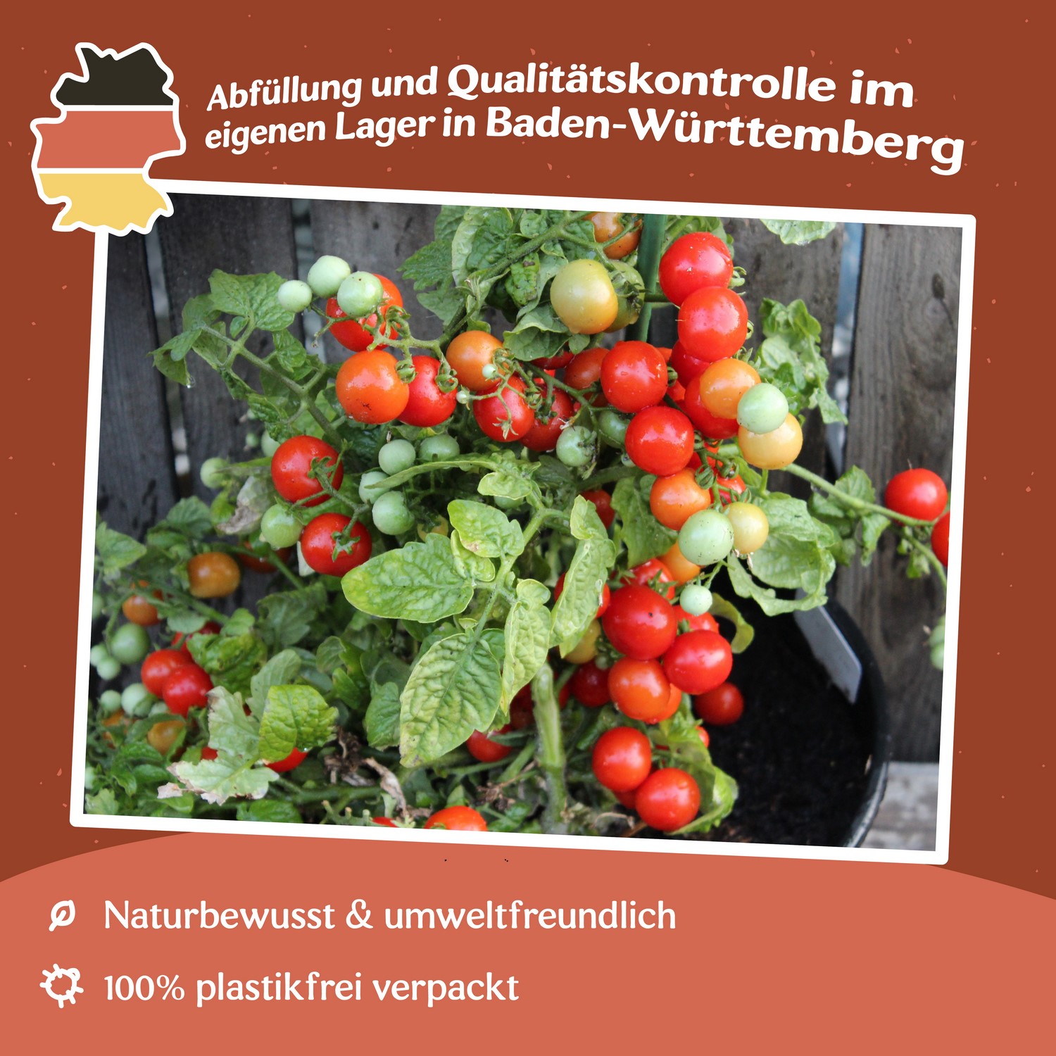 Tiny Tim Tomatensamen