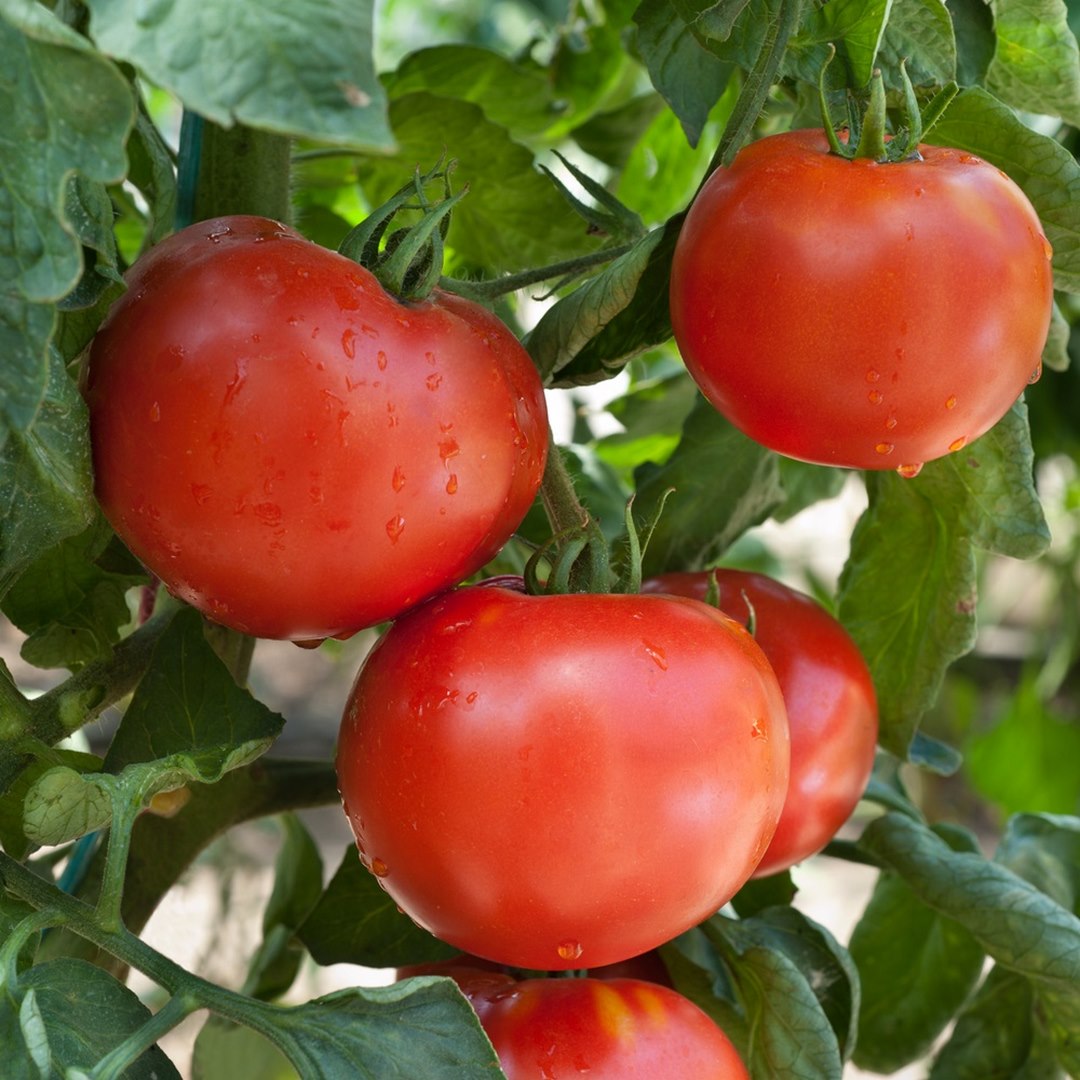 Samuraj Tomatensamen für ca. 15 Pflanzen