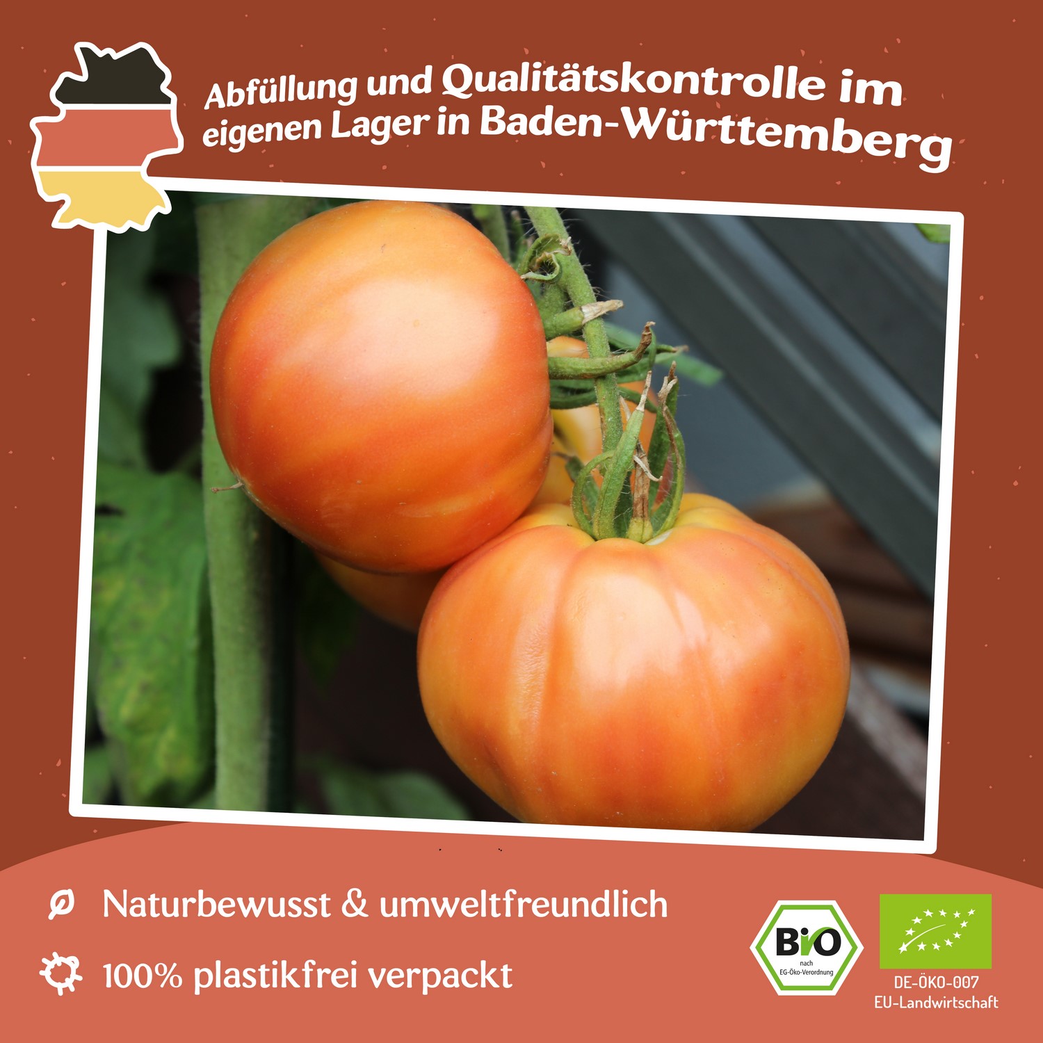 Striped German Bio-Tomatensamen