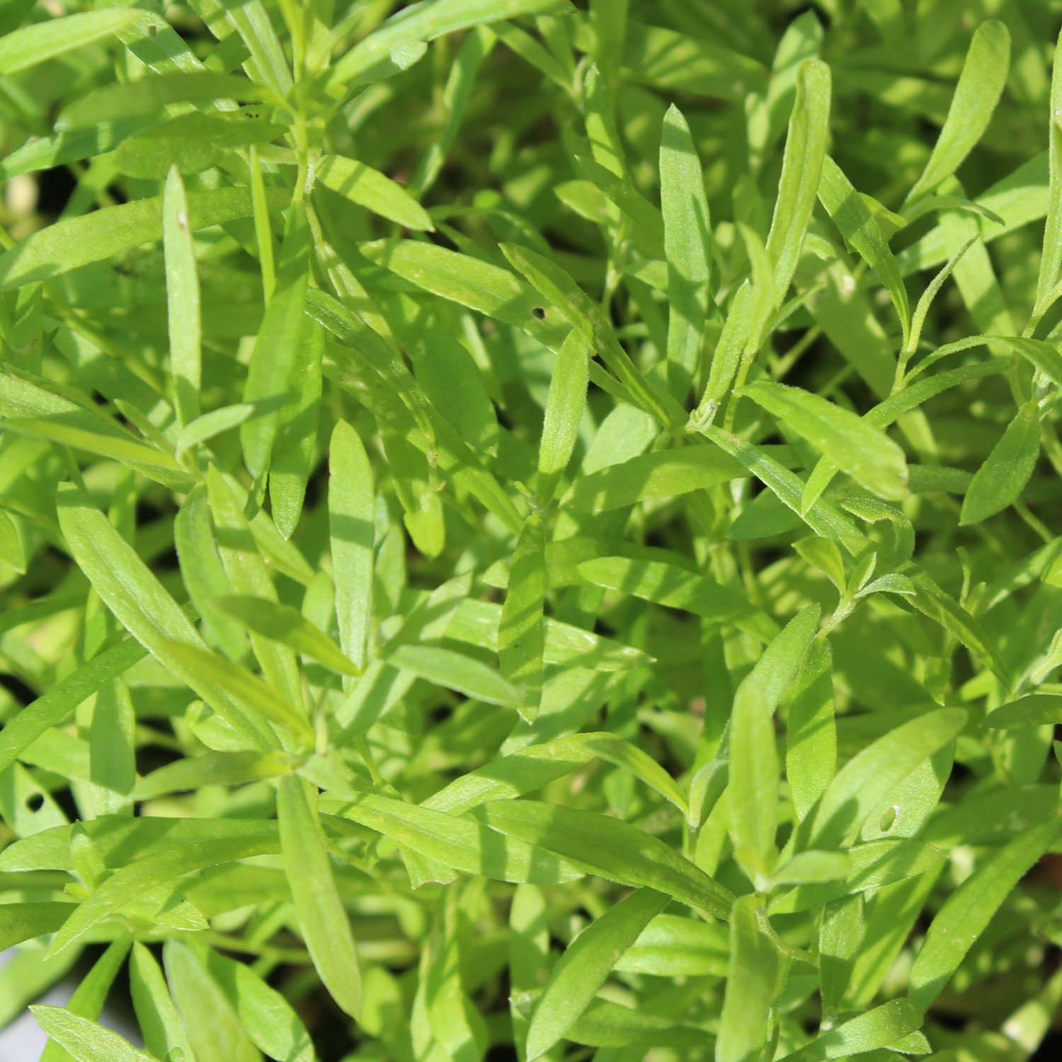 MHD 06/25 Russischer Estragon Samen, Artemisia dracunculus