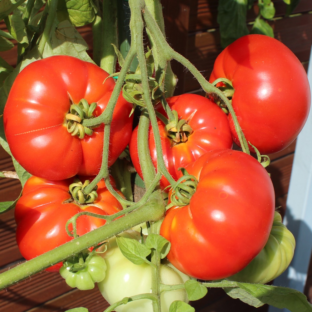 Pantano Romanesco Tomatensamen für ca. 20 Pflanzen