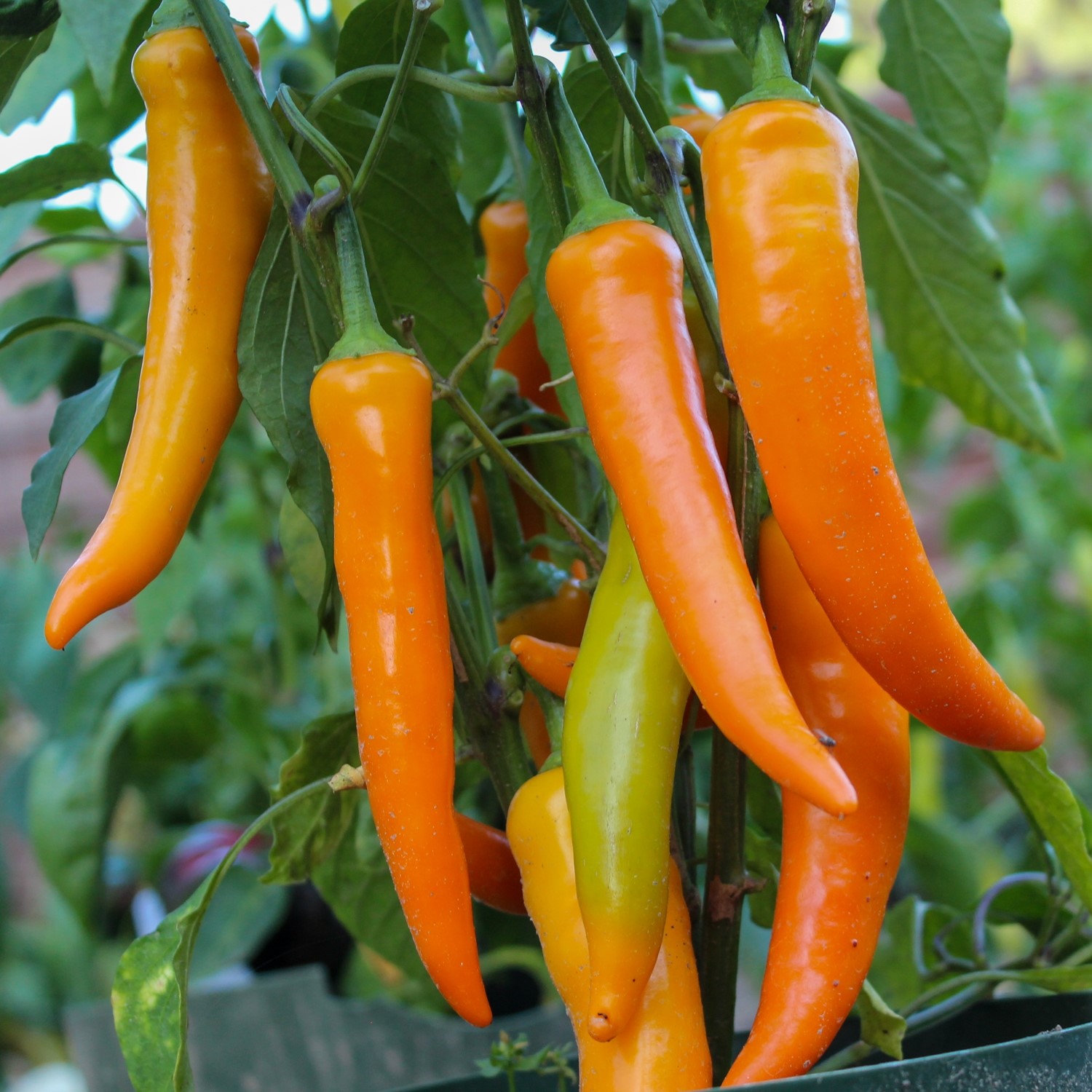 MHD 06/26 Paprika Harvey Samen