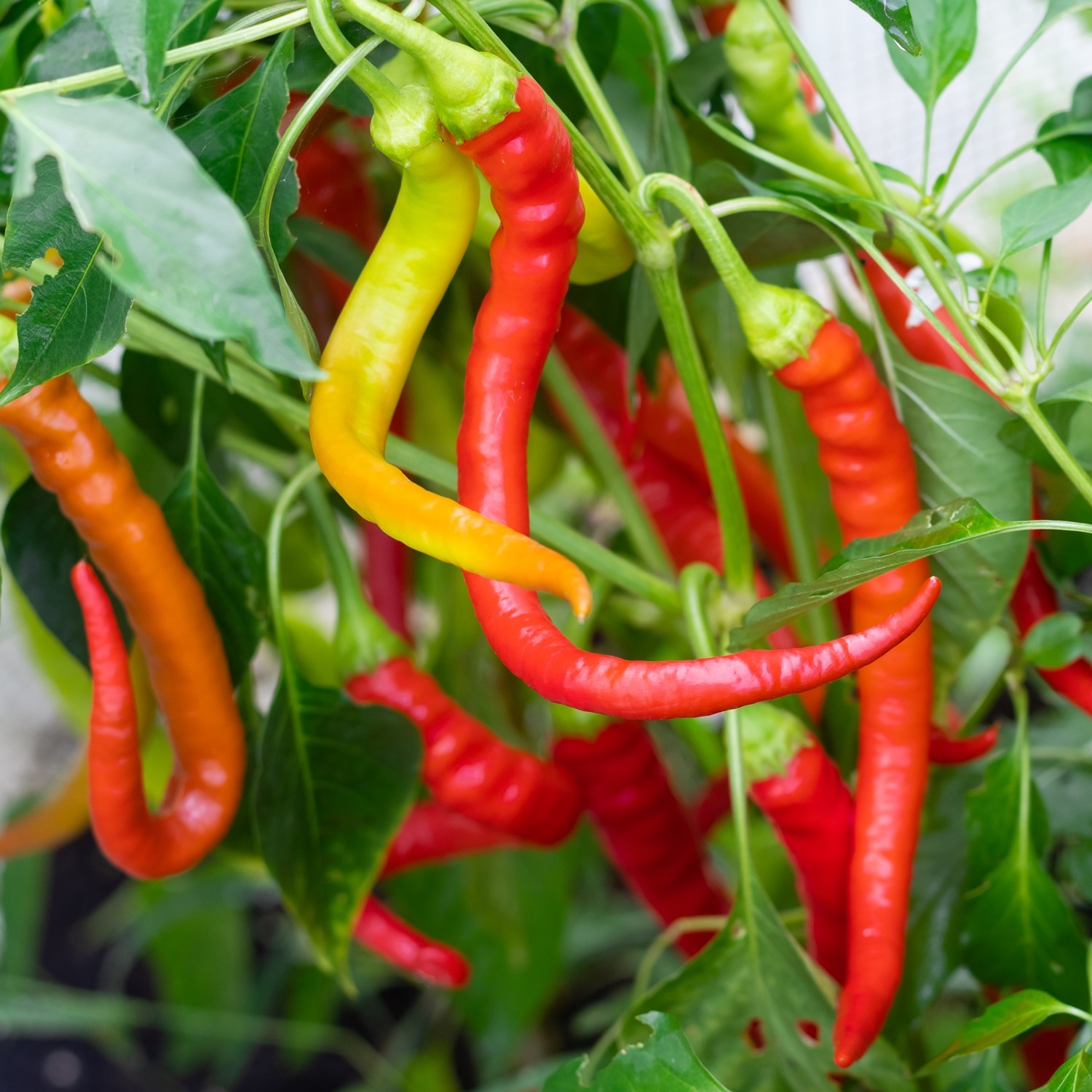 Paprika Ohnivec Samen