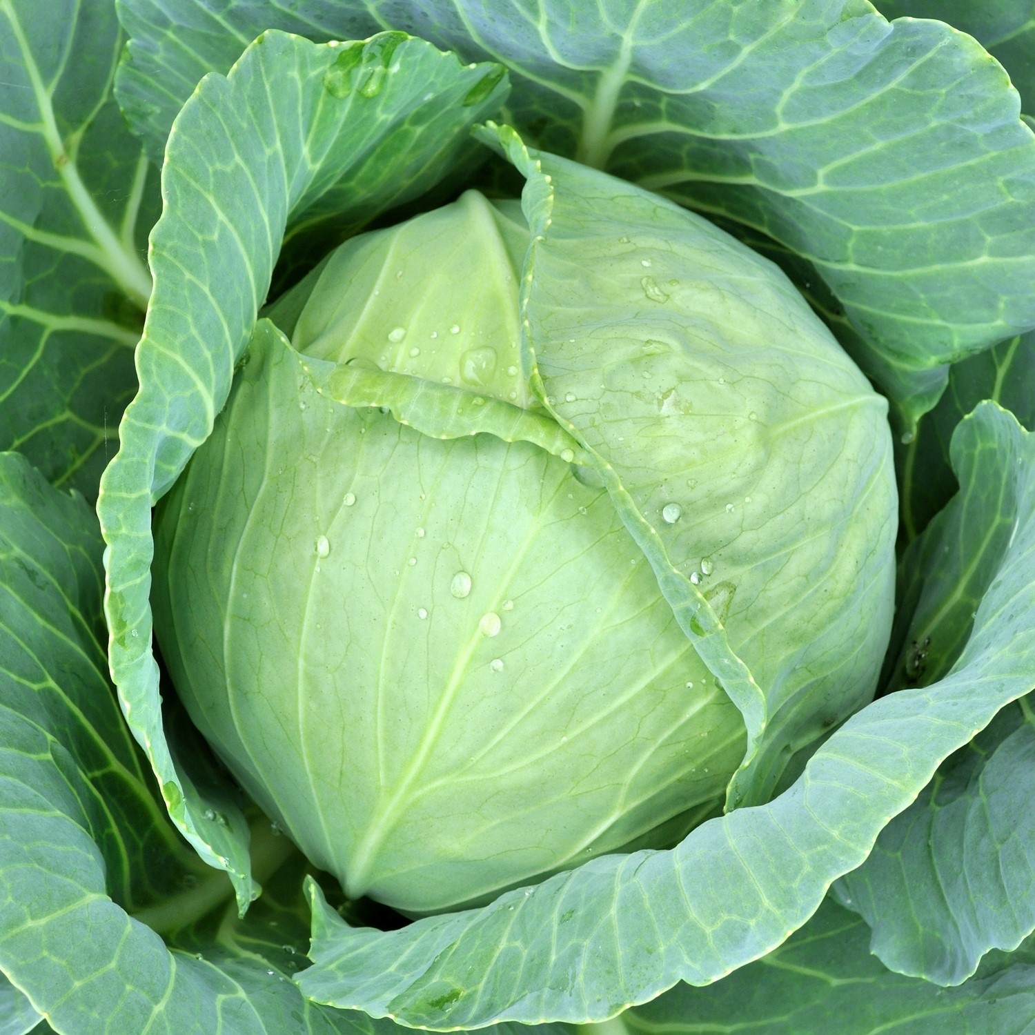 Weißkohl Dithmarscher Früher Samen