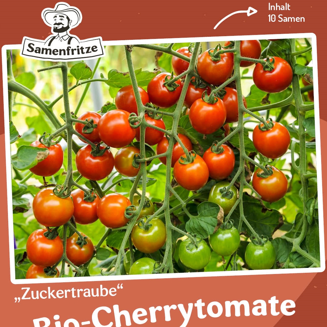 Veranda F1 Tomatensamen