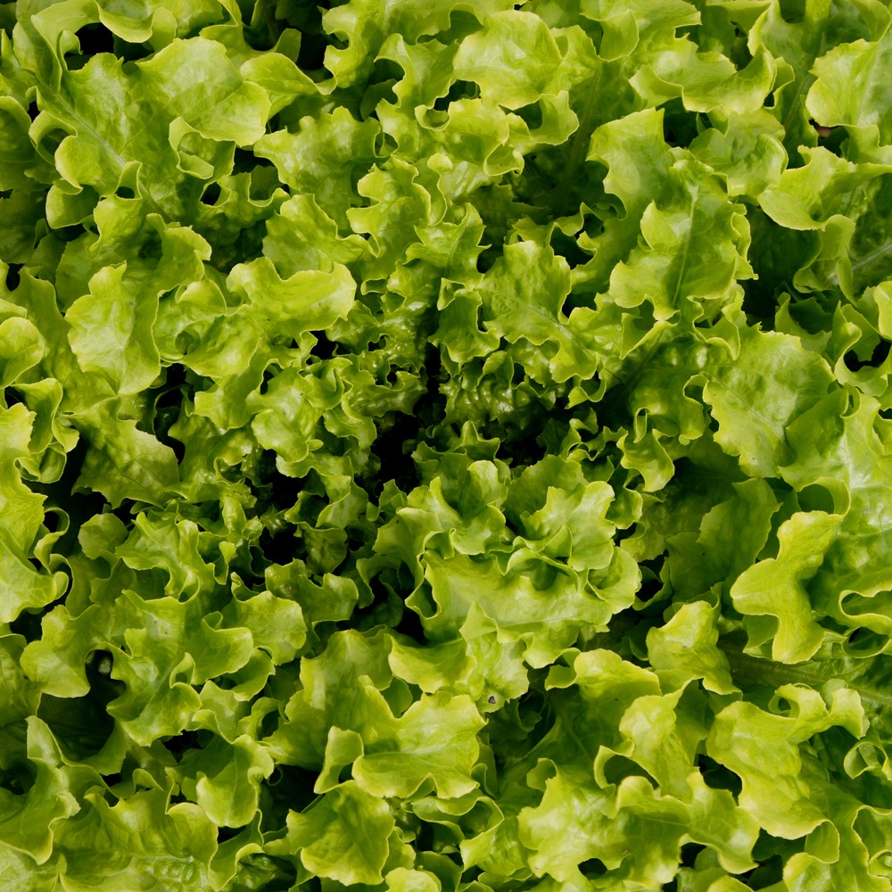 Pfücksalat Salad Bowl Samen