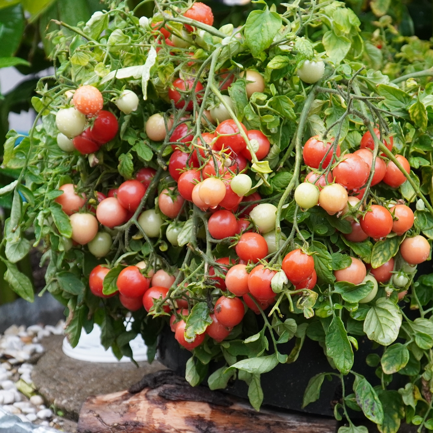 Gartenperle Tomatensamen