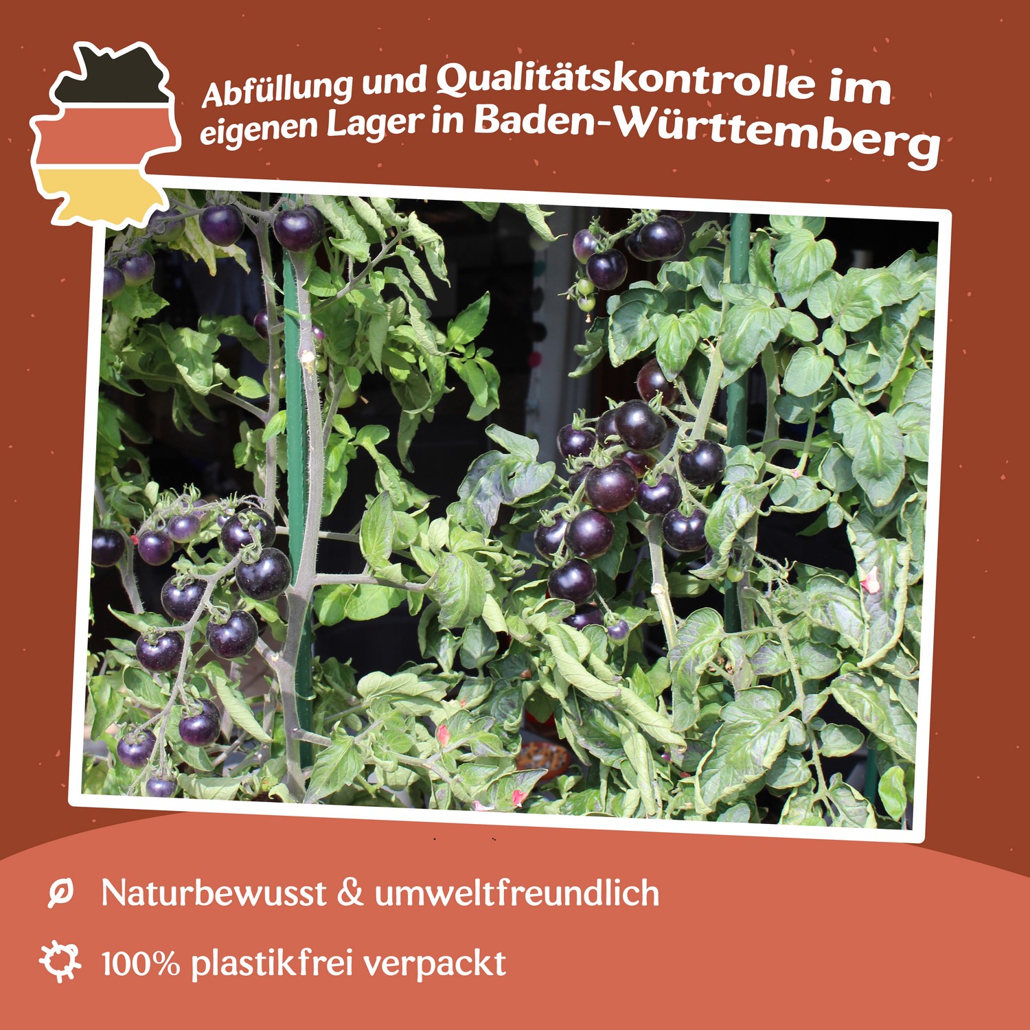 Indigo Rose Tomatensamen