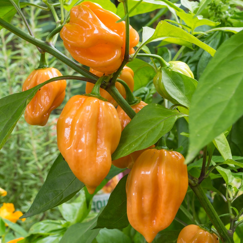 Habanero orange Chili Samen für ca. 15 Pflanzen