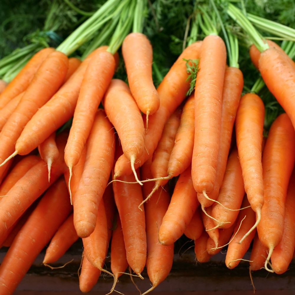 Karotte Autumn King 2 Samen A264
