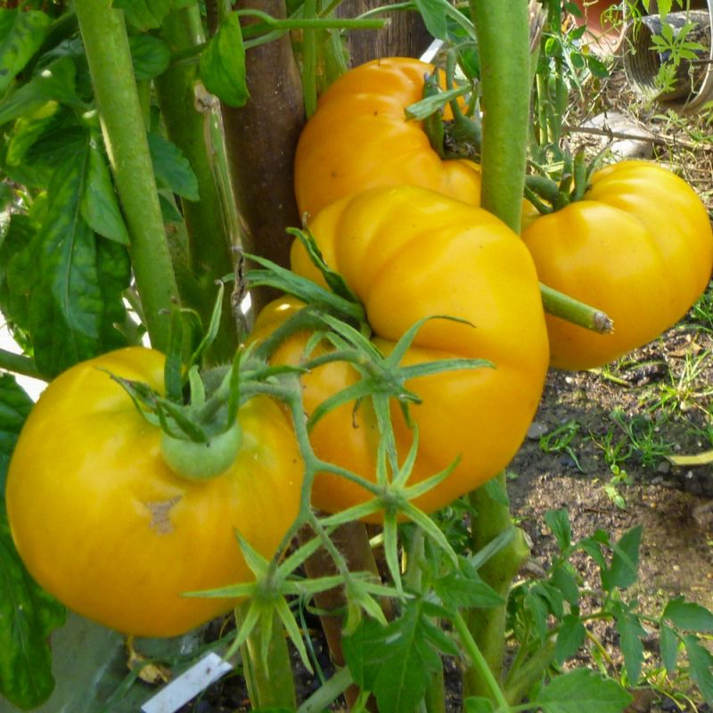 Aubergine Violet Knight F1 Samen A537