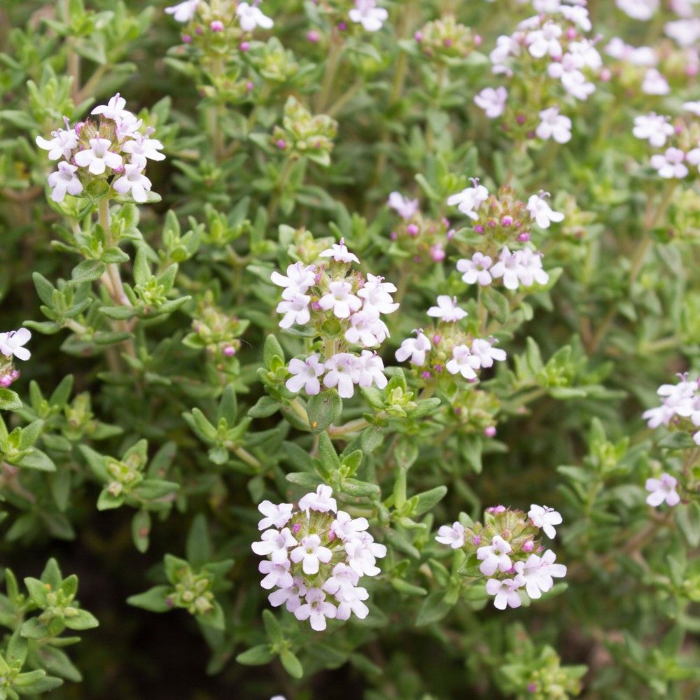 Feldthymian Samen, Thymus serpyllum A052