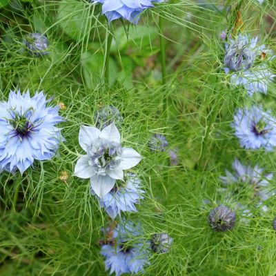 Echter Schwarzkümmel Samen, Nigella sativa A055
