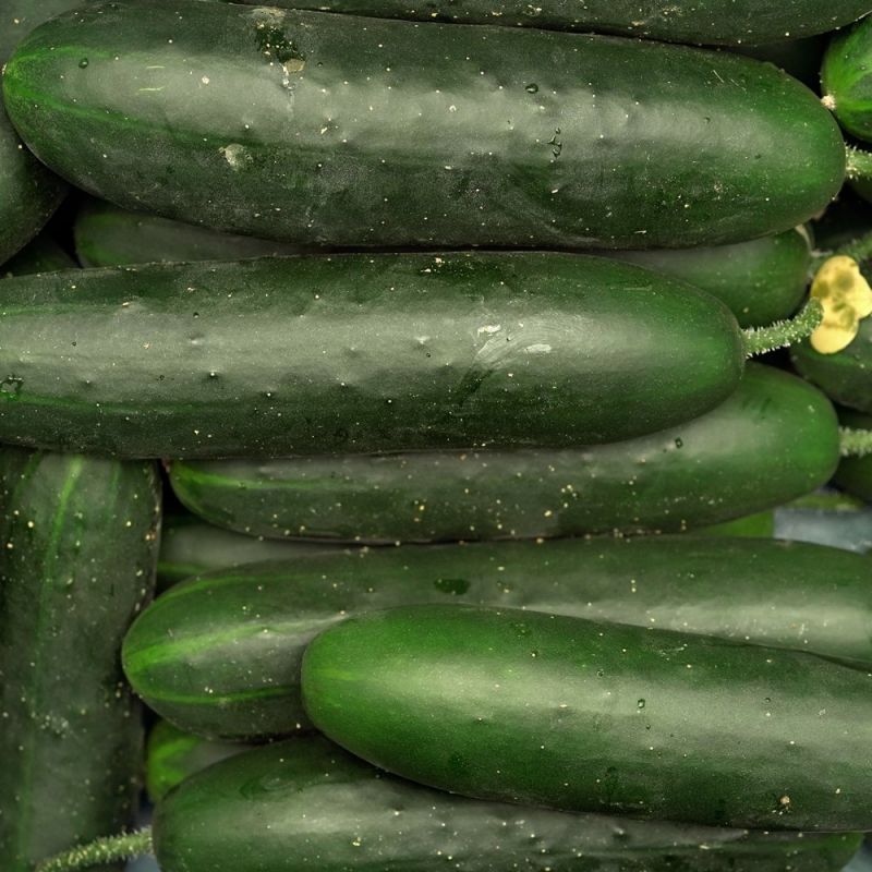 Aubergine Violet Knight F1 Samen A537