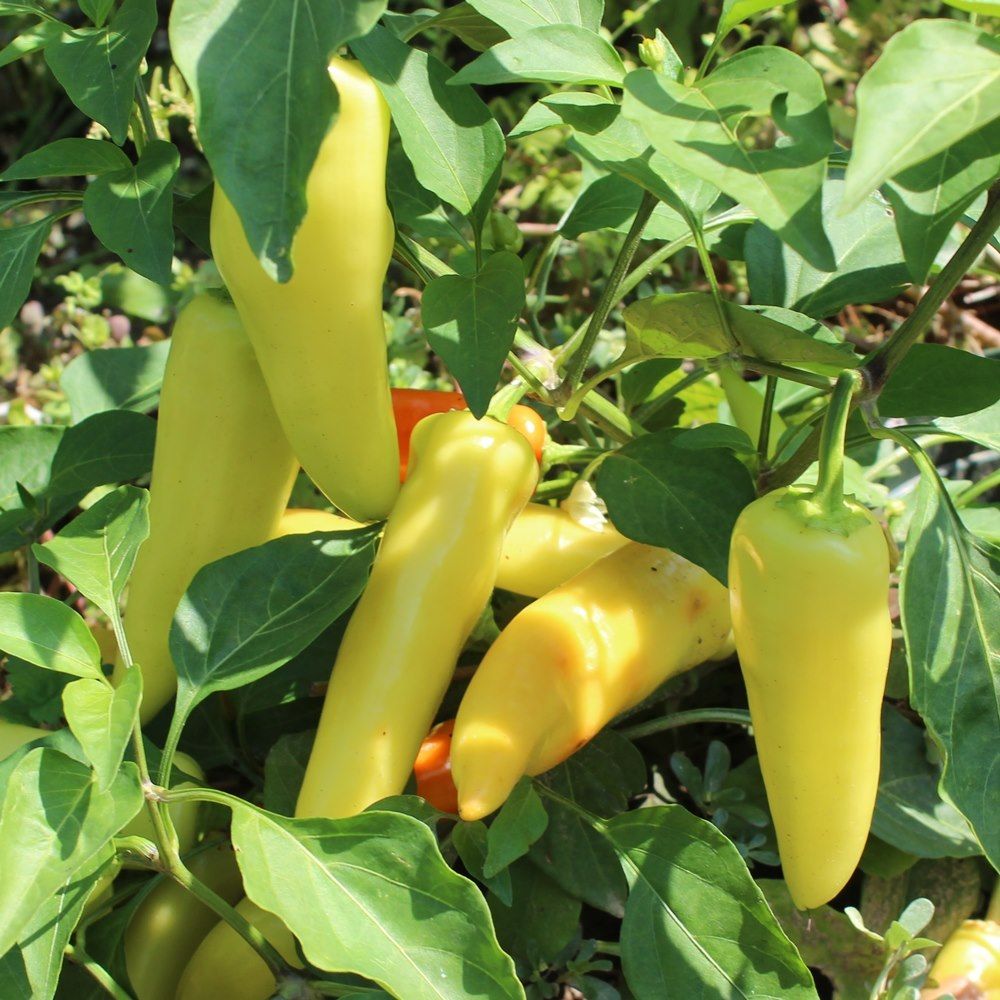 Paprika Hungarian Yellow Wax scharf Samen A088