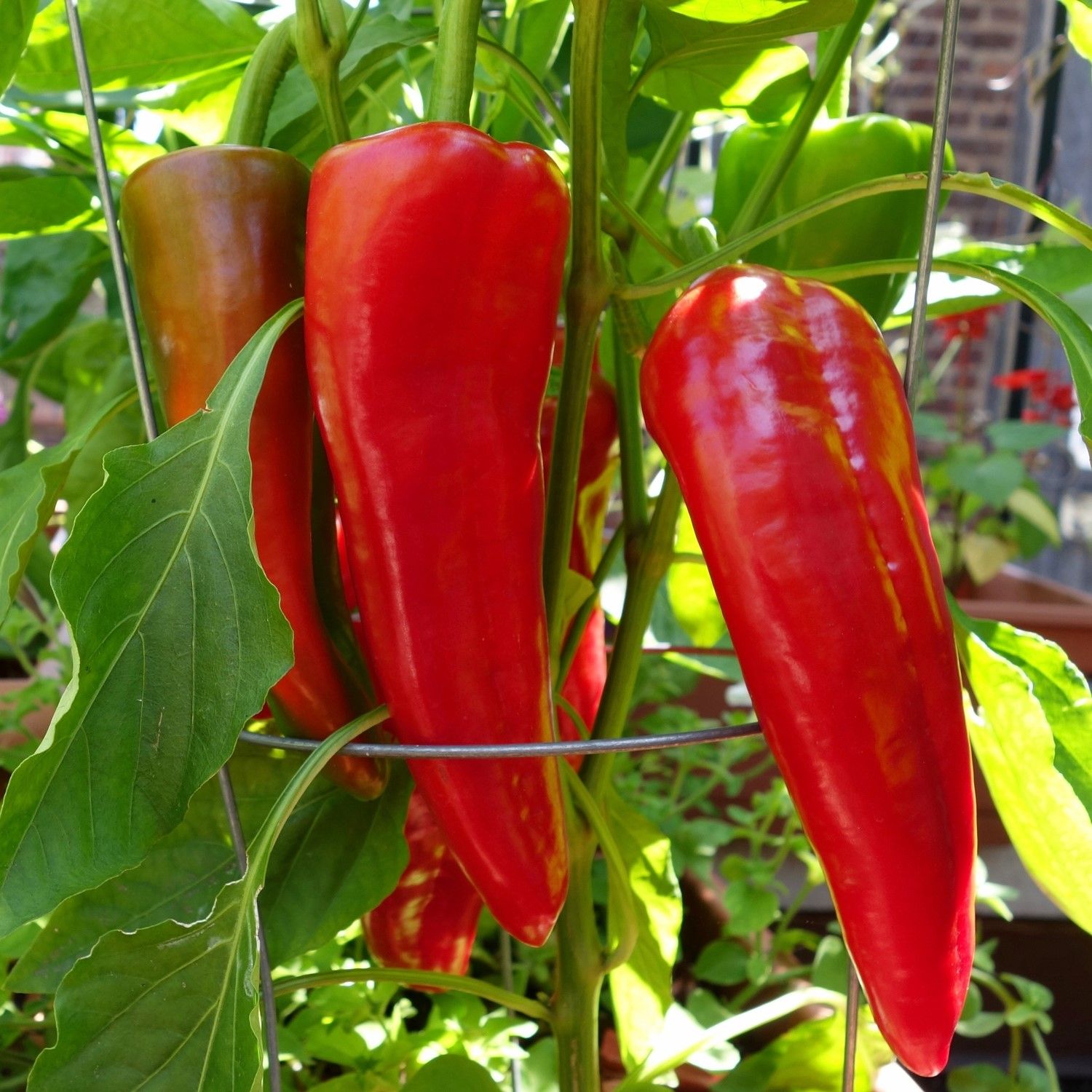 Tomaten