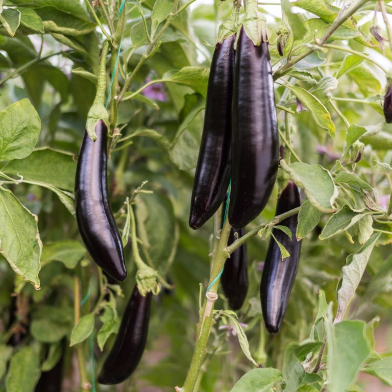 Aubergine Violet Knight F1 Samen A537