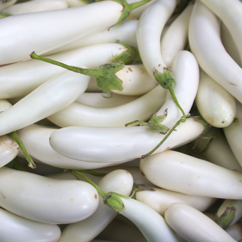 Aubergine White Knight F1 Samen A538