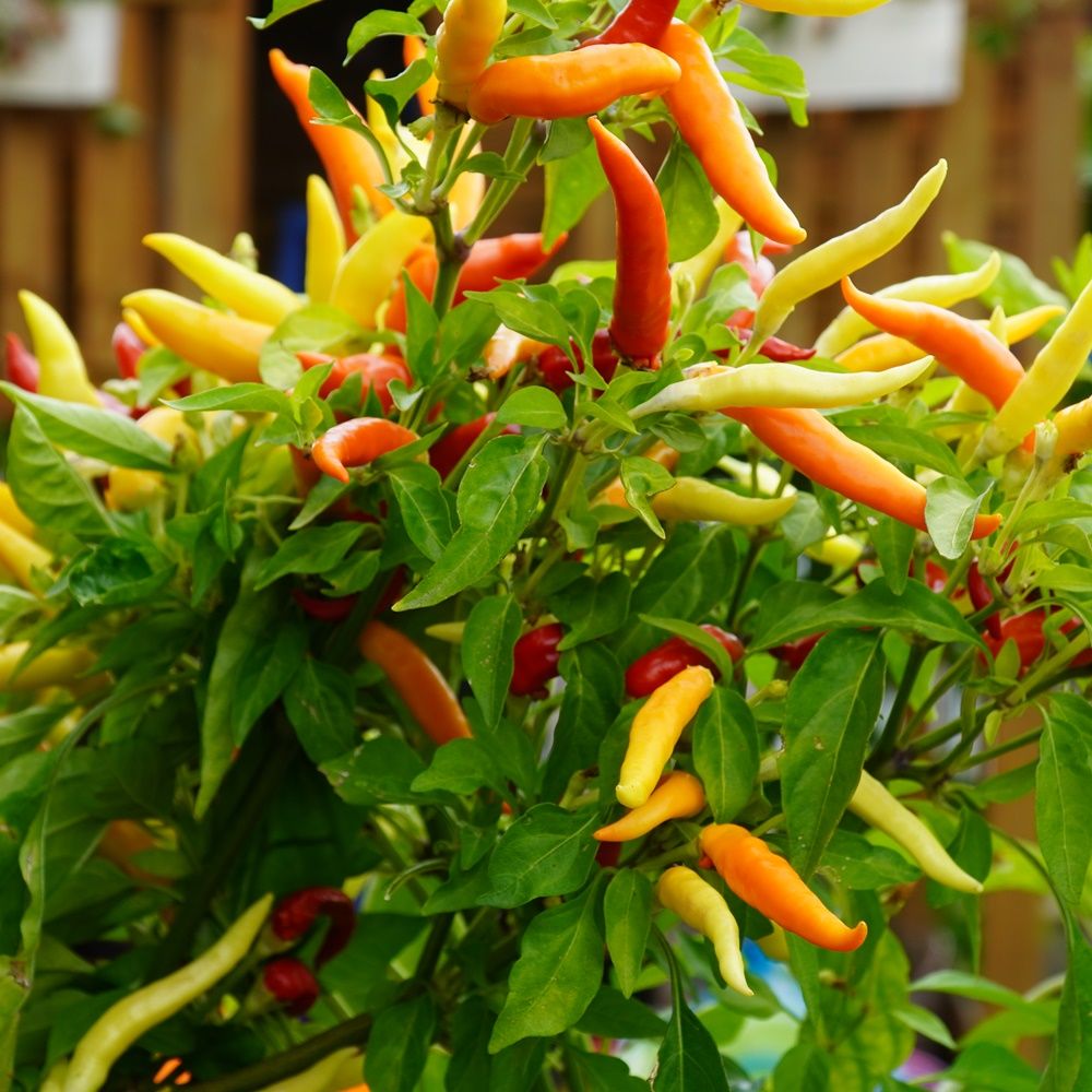 Aubergine Violet Knight F1 Samen A537