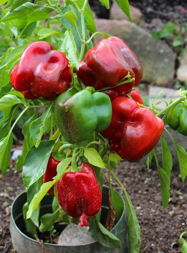 Paprika Quadrato d'Asti rosso Samen A119