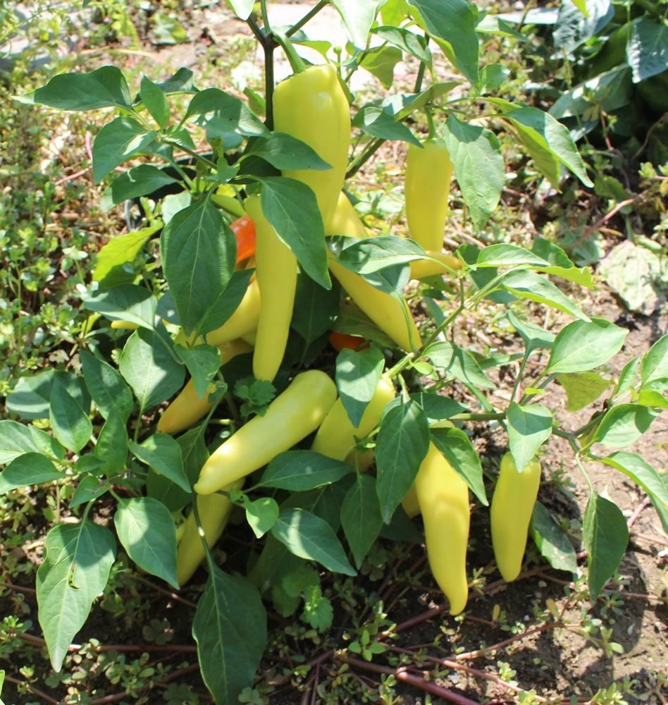 Paprika Hungarian Yellow Wax scharf Samen A088