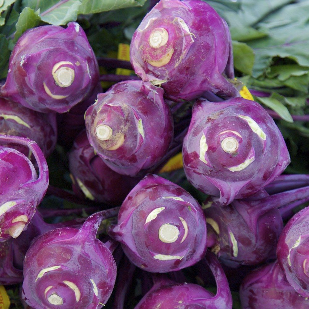 Kohlrabi Azur Star Samen | A415