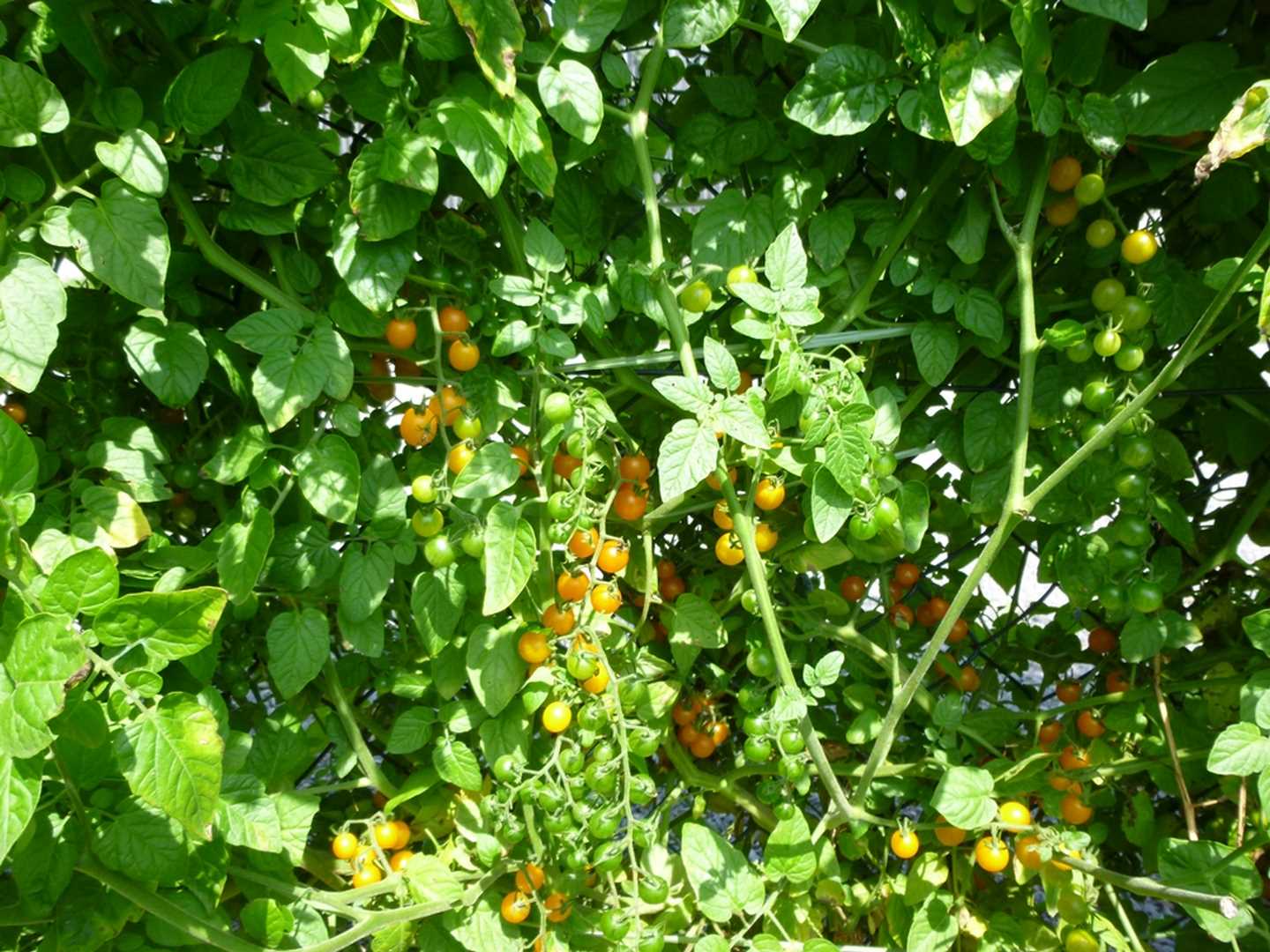 34+ Tomate Gelbe Johannisbeere Pflanzen, Ob die sorte ursprünglich