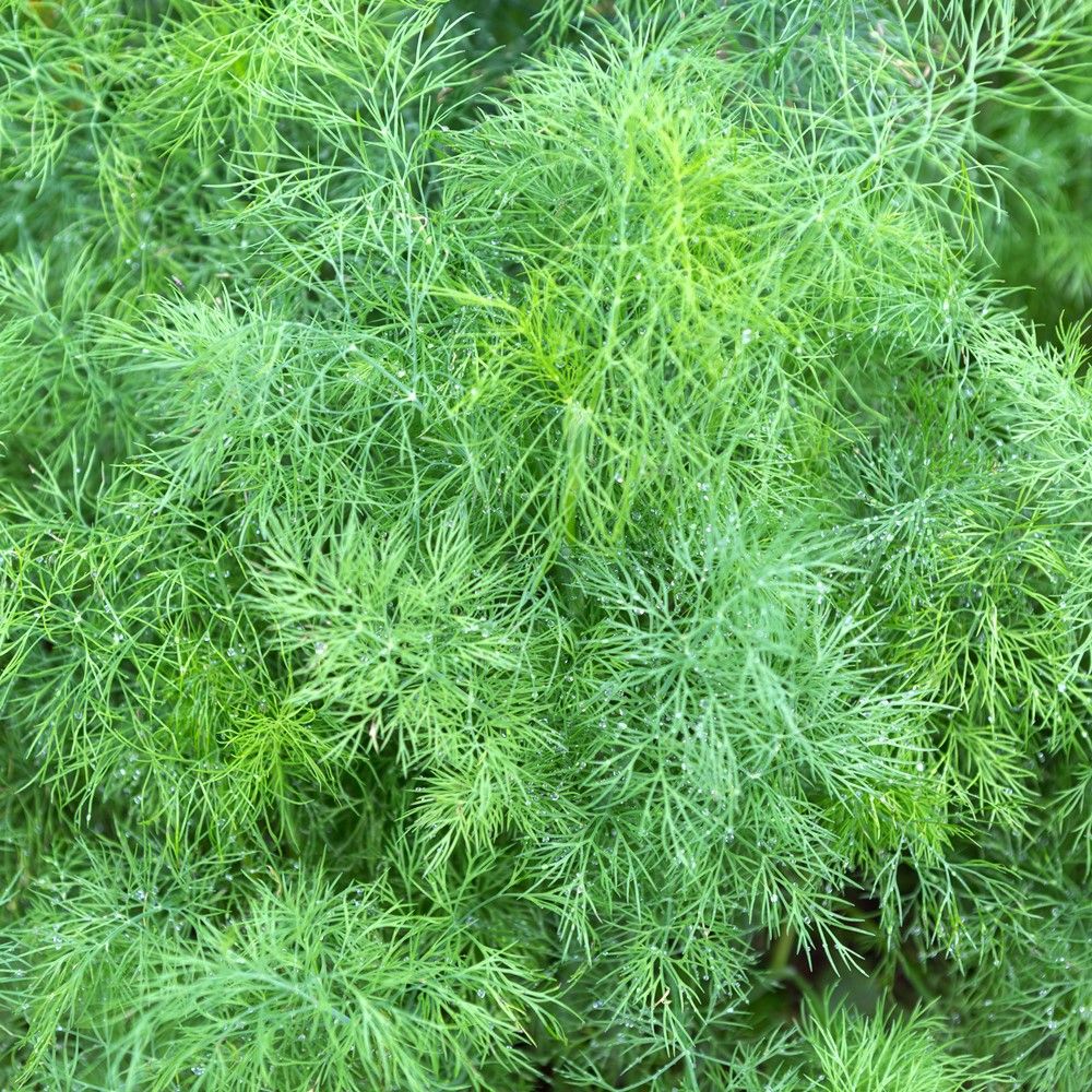 Aubergine Violet Knight F1 Samen A537