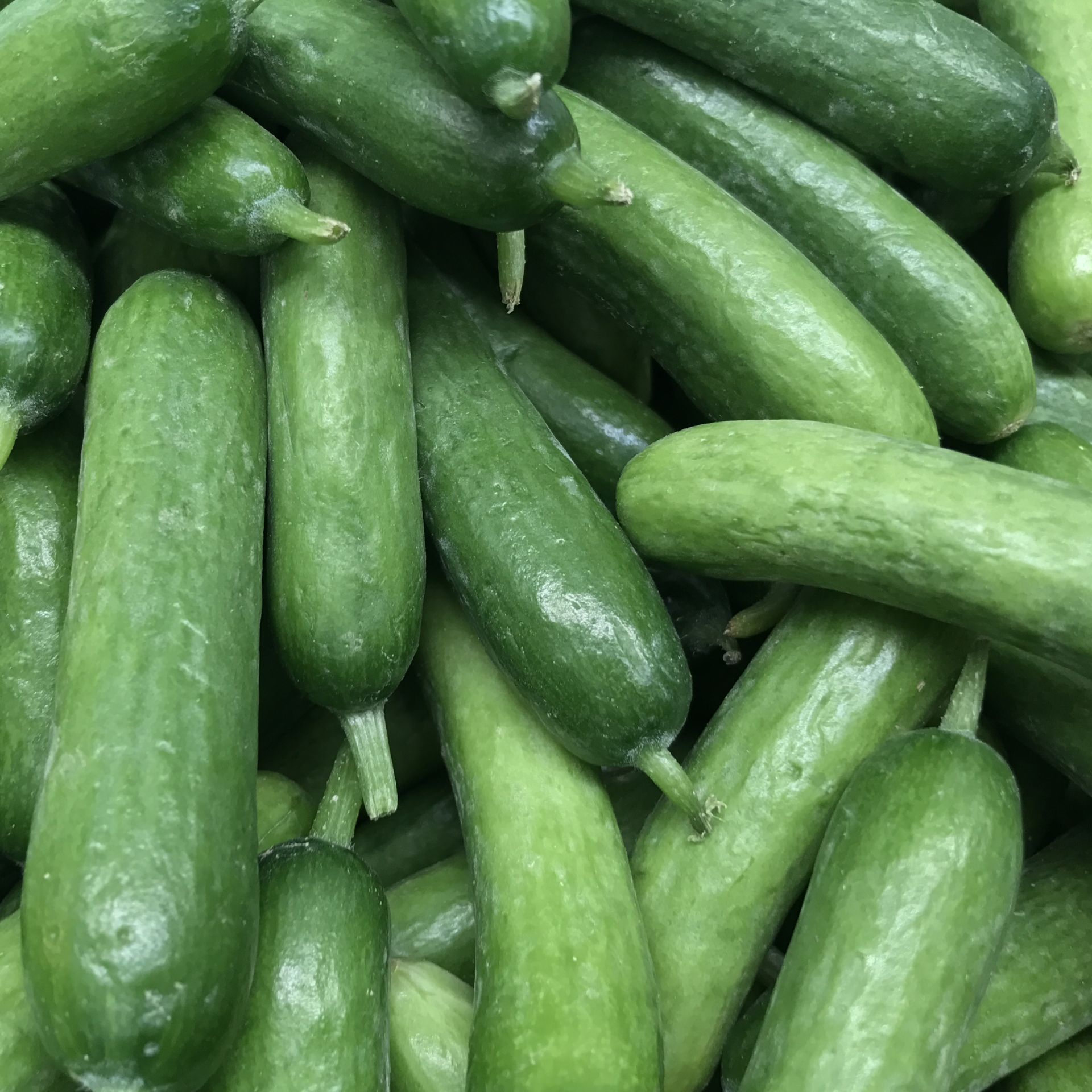 Aubergine Violet Knight F1 Samen A537