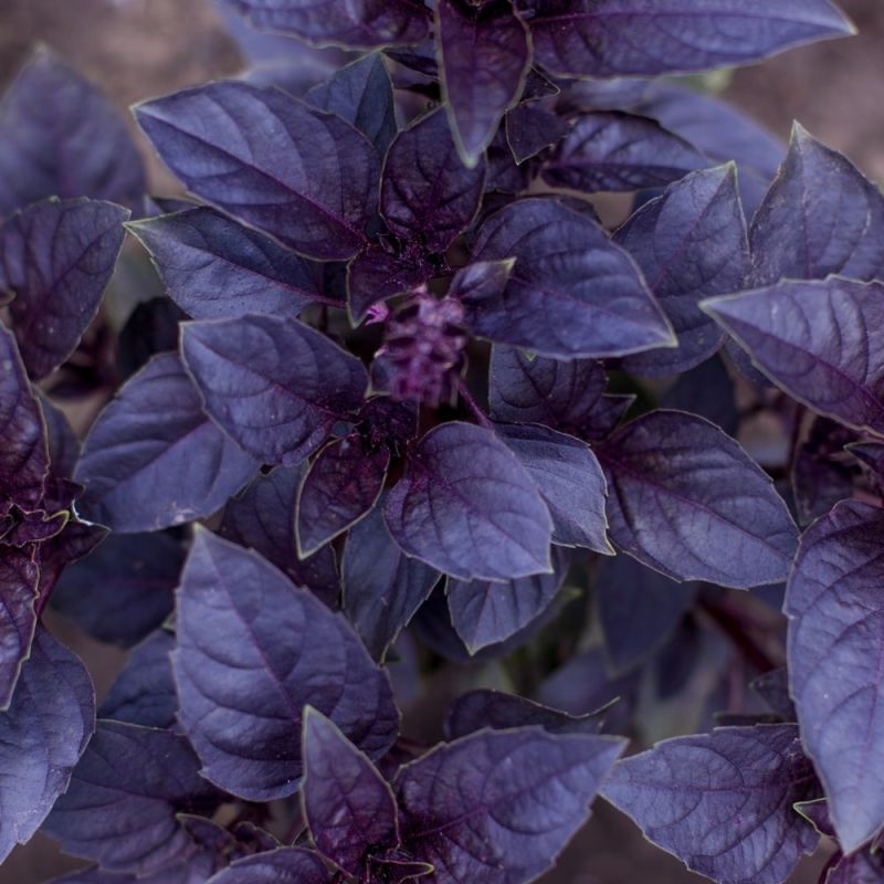 Aubergine Violet Knight F1 Samen A537