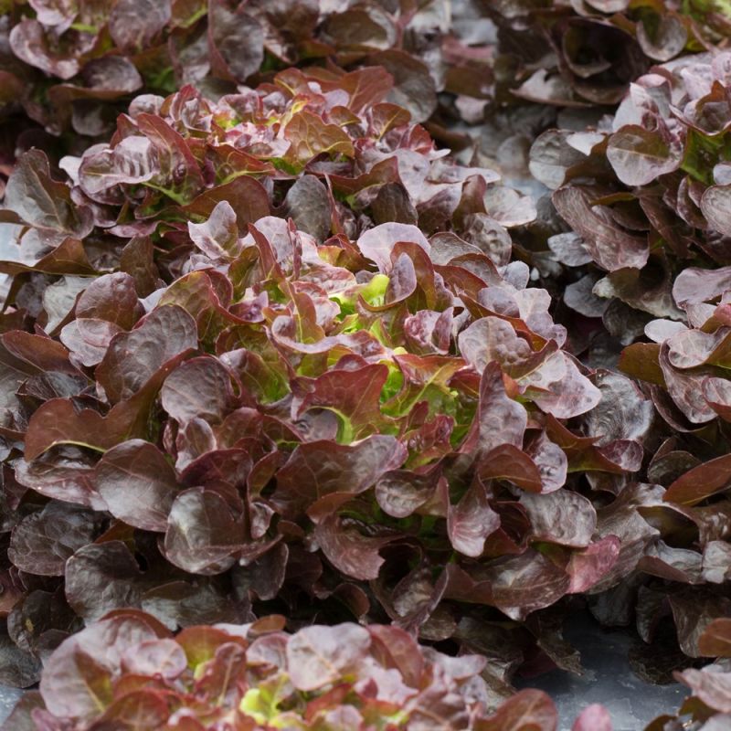 Aubergine Violet Knight F1 Samen A537