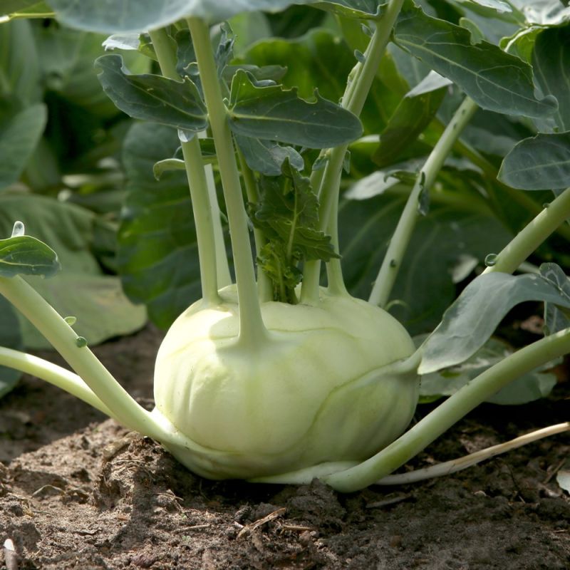 Aubergine Violet Knight F1 Samen A537