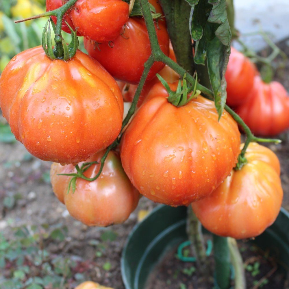 Tomate