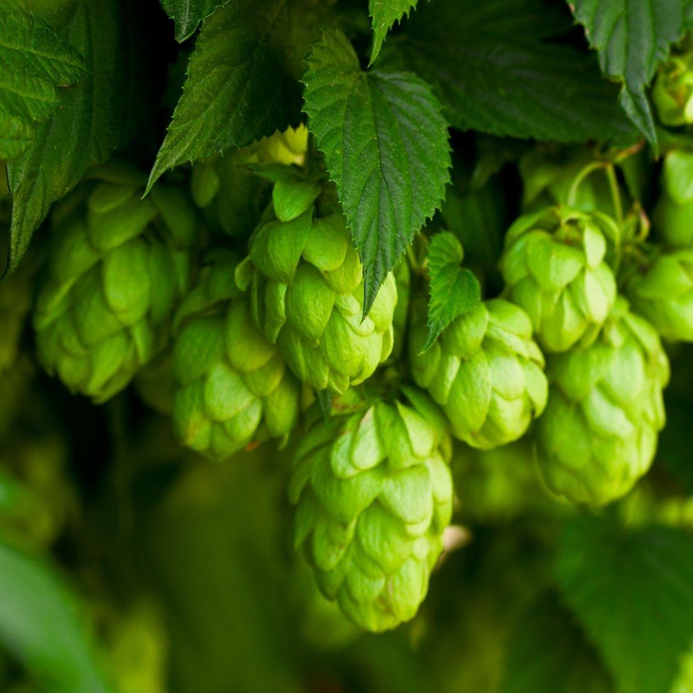 н д хмель. балоты хмель. н д хмель. софья дмитриевна хвощинская. хмель повилика.